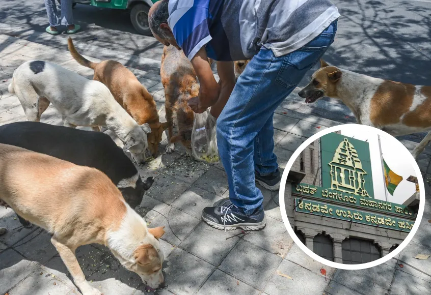 A feeder feeding stray dogs with a montage of bbmp building